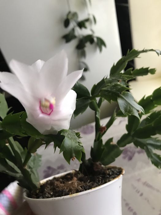 Продам шлюмбергеру білу