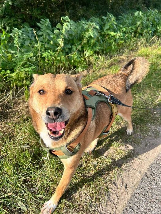 Malutki Sliniak szuka domu