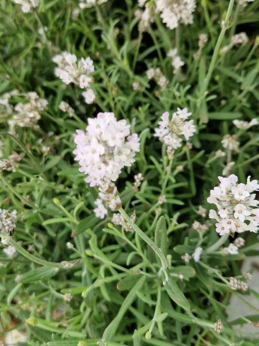 Лаванда насіння 5 сортів Sineva, біла, Hidcote, Rosea, Munstead семена