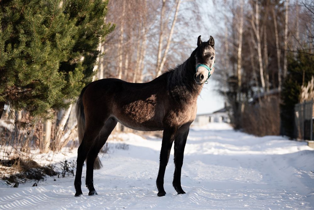 Koń arabski hodowla NK 4lata, wałach