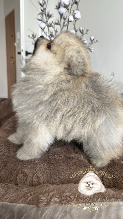 Fantastyczne Szczeniaki  Pomeranian Szpic Miniaturowy Miś