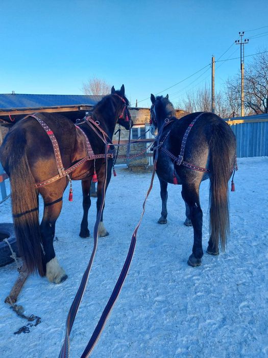 Амуниция сбруя упряжь