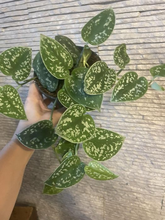 Сциндапсус Trebie/Pictus