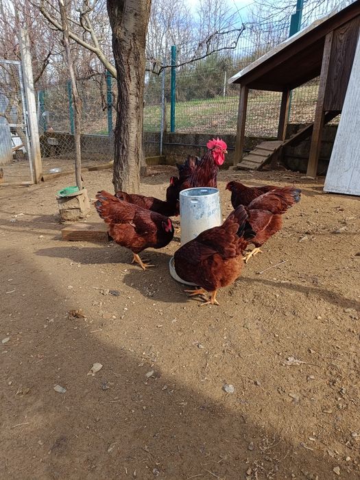 Vendo ovos de galinhas de raça  Rhode Island Red.