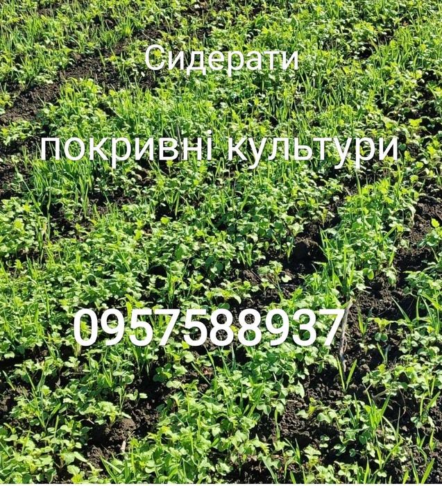 Насіння ефективних сидератів "Літній посів", "Осінній посів"