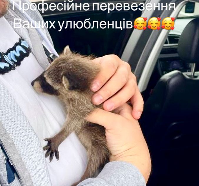 Перевозка животных котов собак по Украине Европе перевезення тварин