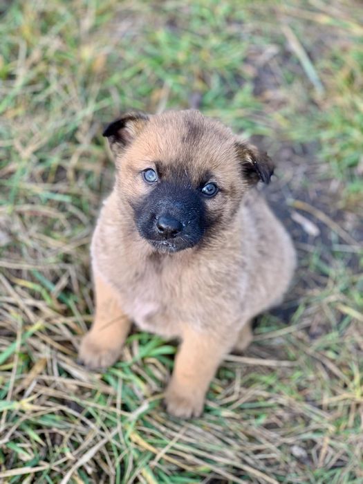 Отдам щенка-девочку