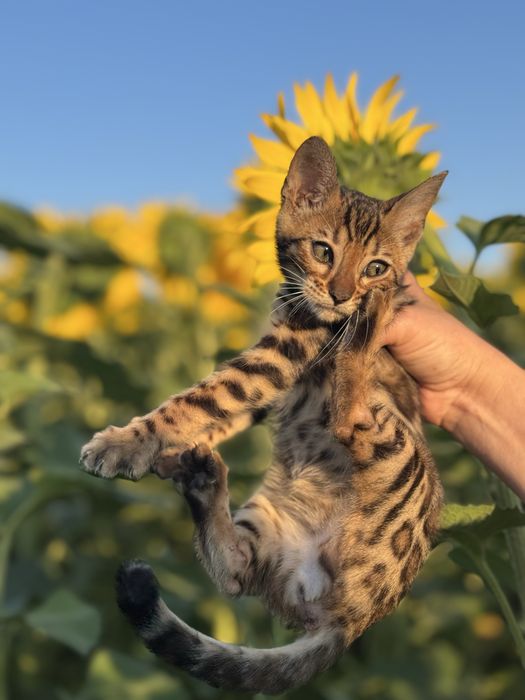 Бенгальські кошенята