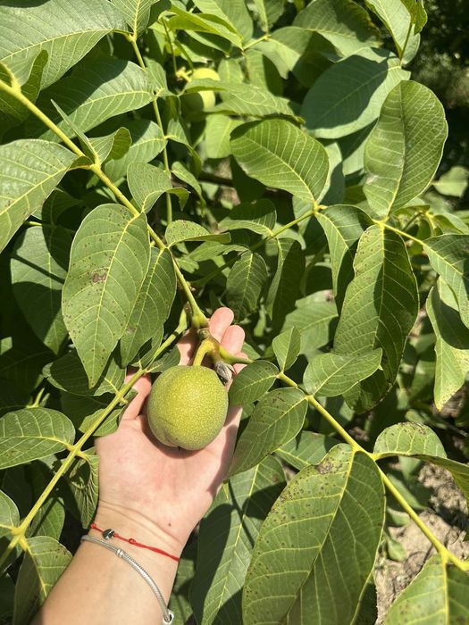 Саджанці горіха. Кочерженко. Ідеал