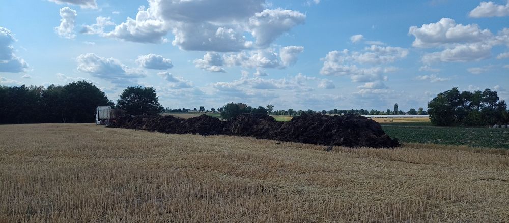 Obornik Kurzak bydlęcy transport!