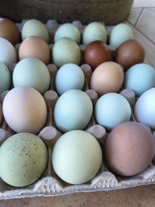 Jaja lęgowe od kur mix, jaja kolorowe, maransy... czubatka DWORSKA