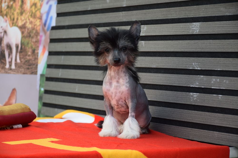 Chinese Crested Dog Hairless