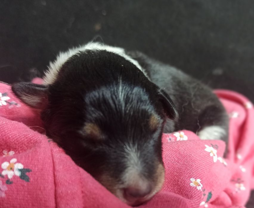 Owczarek szetlandzki sheltie tricolor sunia