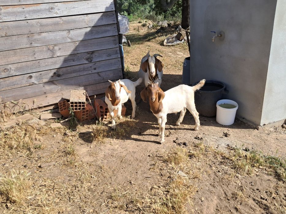 Vendo machos boer puros