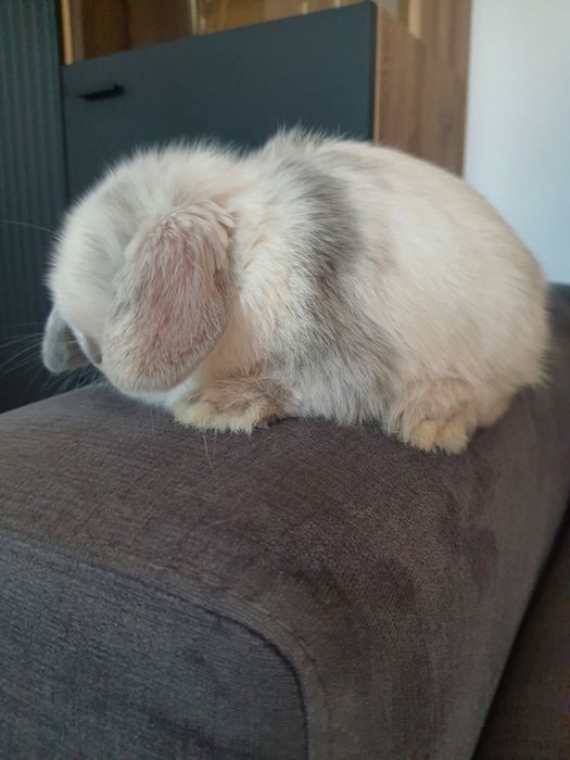 Króliki baranek miniaturka  mini lop , Cena CAŁKOWITA.