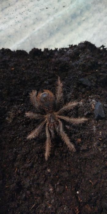 Xenestis Intermedia 4dc samiczka