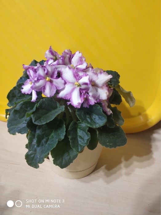 Фиалка шикарная