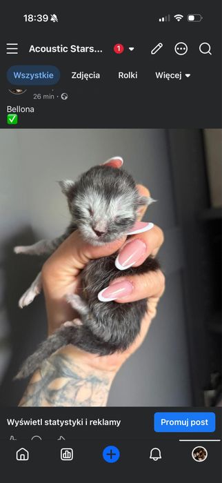 Kocieta maine coon