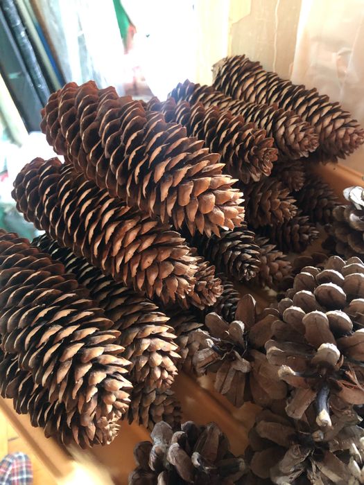Шишки сосновые жёлуди   розница