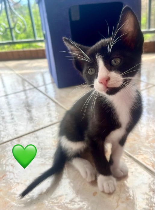 Bambou para adoção