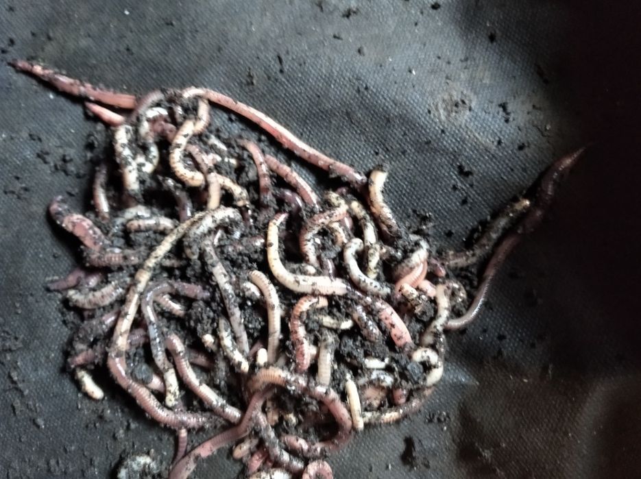 Дендробена старатіль опариш