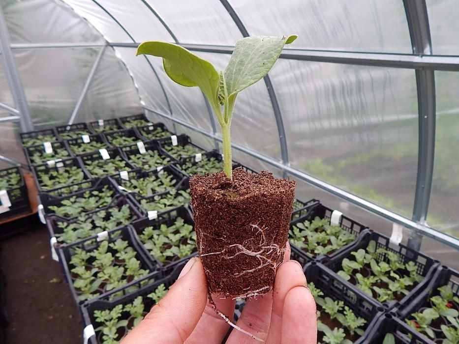 Подвой для выращивания дыни, арбуза, огурца. Универсальный подвой, арб