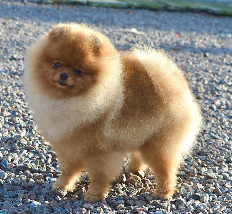 Дівчинка міні 8 місяців