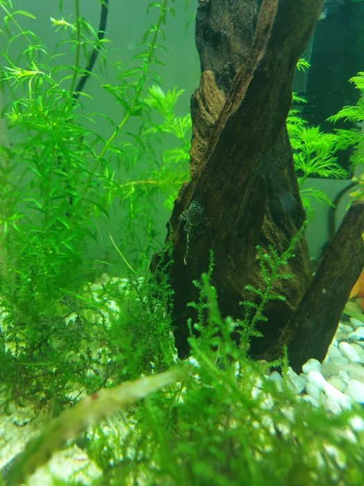 Zbrojnik pospolity, złoty, glonojad