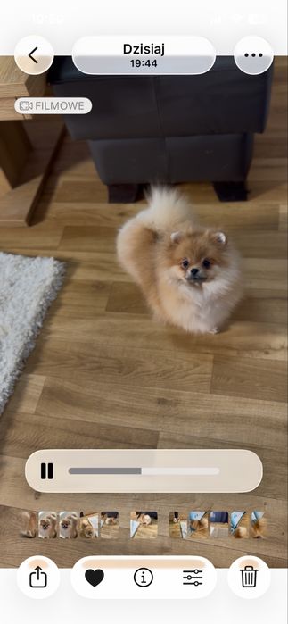 Pomeranian,szpic miniaturowy suczka FCI