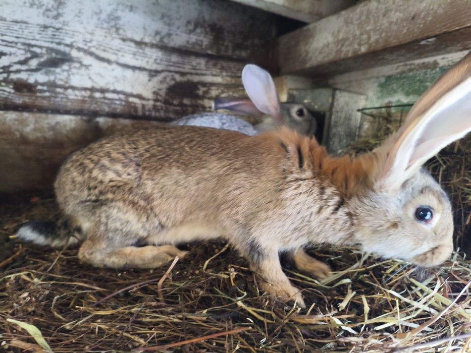 Młode kroliki mieszance