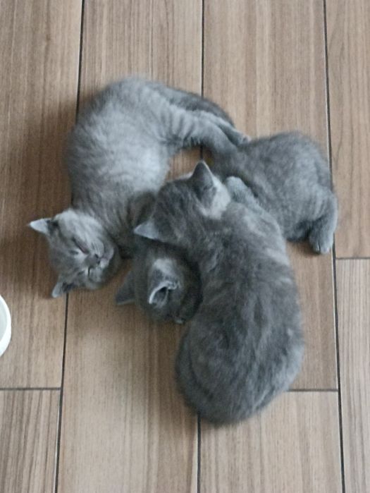 Грайливі кошенята,чекають люблячої сім'ї.  Шотландські котики Scotti