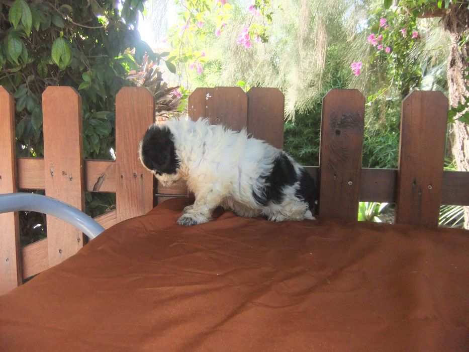 Shih-tzu  cachorra de grande qualidade morfológica