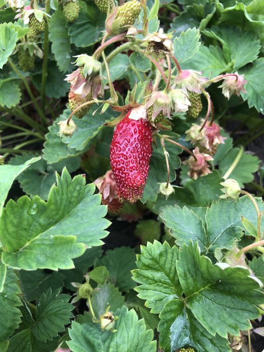 Земклуніка Купчиха (полуниця)