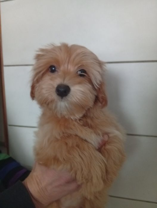 Дівчинка мальтіпу.