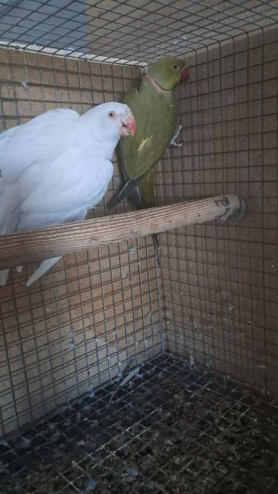 2 casais de ring neckes