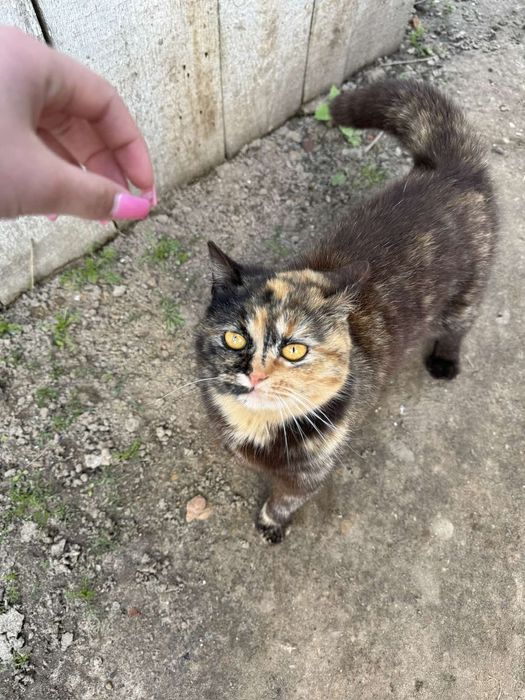 Киця шукає люблячу родину