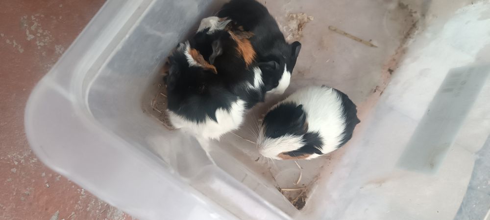 Świnki morskie malutkie