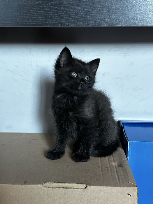 Кошеня дівчинка 2 місяці