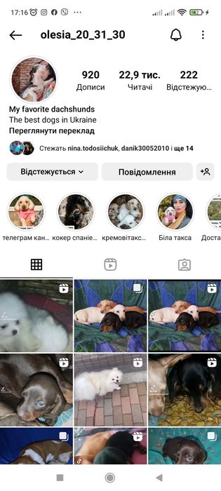 Шикарні таксята готові до продажу.