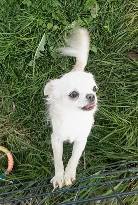 Suczka chihuahua zkwp fci dorosła