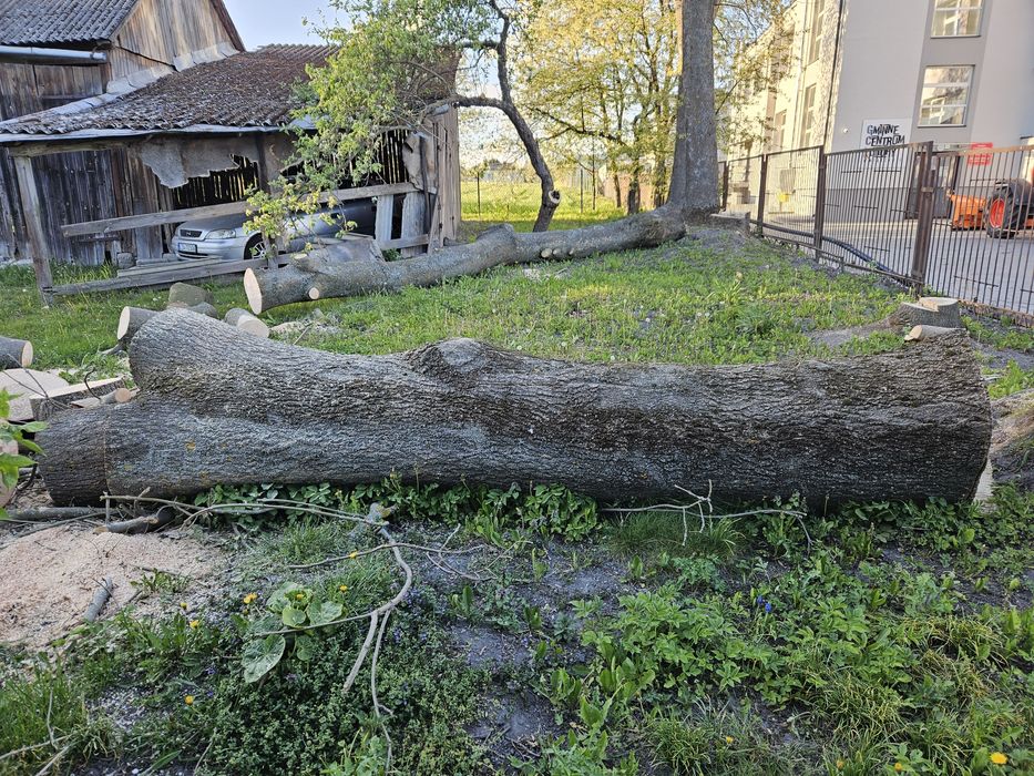 Jesion kłoda na sprzedaż