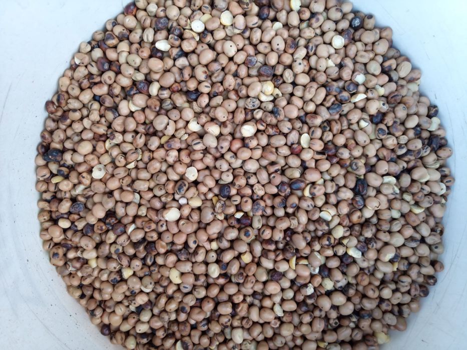 Bobik cały zbiór 2025