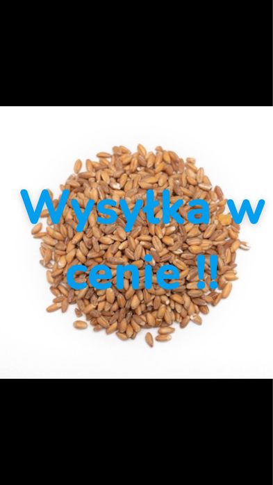 Pszenżyto dla kur i innych zwierzat