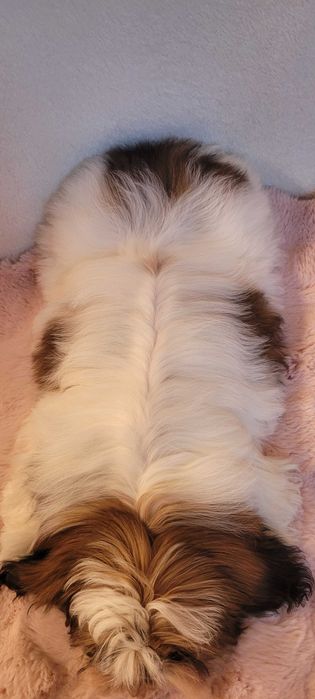 Shih Tzu biało- czerwony chłopczyk