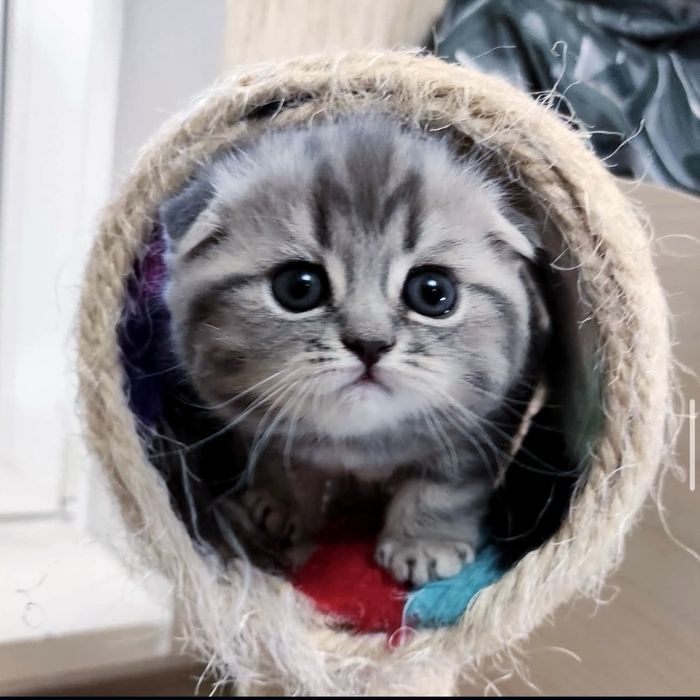 Народжені  для хороших людей