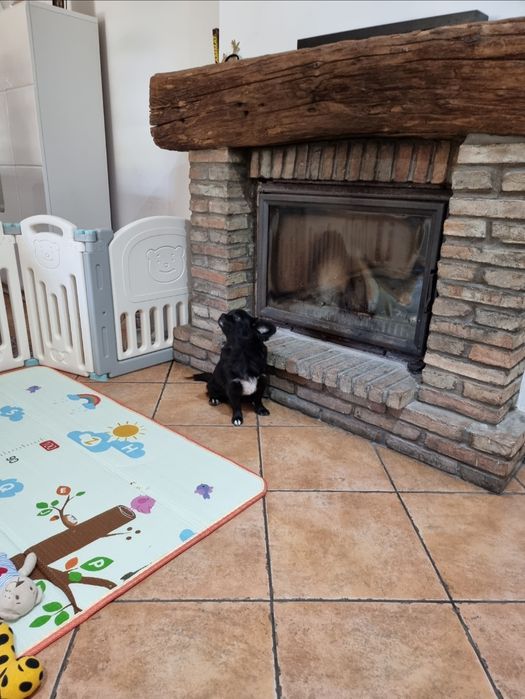 chihuahua macho pêlo longo idade 6 meses exemplar top super meiguinho