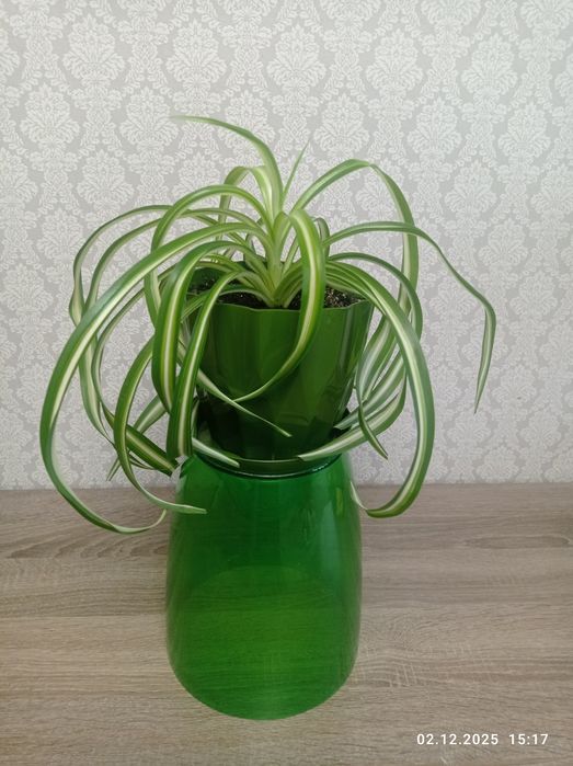 Хлорофитум "Бонни кучерявый"