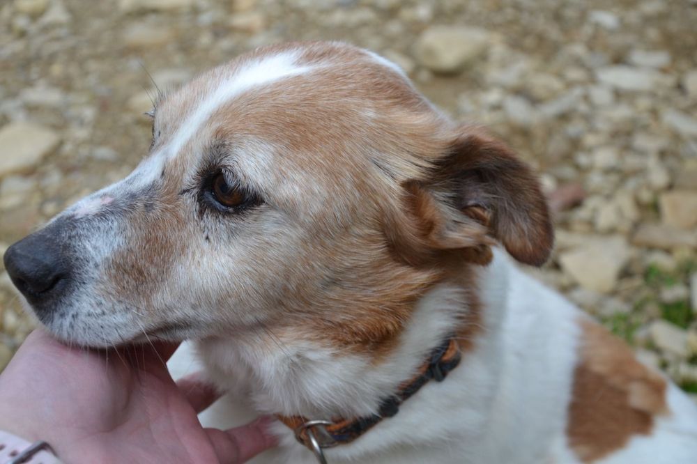 Pies Łapka, oddam psa, wyjątkowe psy polecają się do adopcji