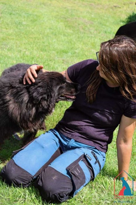 Kochany kudłacz z białą krawatką - patrzy z taką miłością w oczy