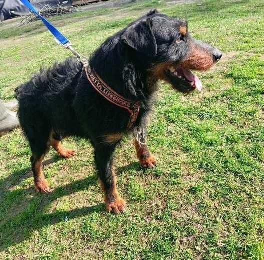 Jagi-TERIER- wesoły, AKTYWNY, średni (14kg)